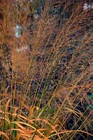 Molinia caerulea subsp. arundinacea 