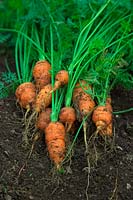 Freshly dug carrots Daucus carota 'Early Nantes' 