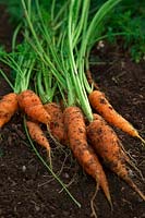 Freshly dug carrots Daucus carota 'Berlicum' 