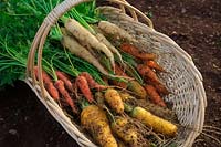 Freshly dug carrots in a basket: Daucus carota 'Atomic Red' 'Jaune de Doubs', 'Autumn King' and 'Lunar White'