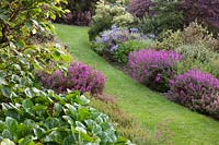 Grass pathway through borders of Bergenia, mixed heathers, Acer and Agapanthus. Champs Hill, Sussex, UK. 