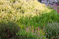 Contrasting shades and textures of mixed Daboecia, Calluna and Erica. Champs Hill, Sussex, UK.
