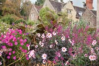 Cosmos, Ensete ventricosum, Salvia curviflora, and Dahlia 'Magenta Star' in pink themed autumn border.   Gravetye Manor, Sussex, UK. 