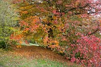 Tree showing autumnal colour. Gravetye Manor, Sussex, UK. 