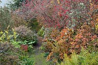 Mossy pathway through ferns, colourful shrubs and berries in autumn garden. Gravetye Manor, Sussex, UK.
