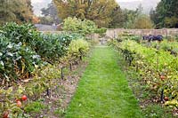 Grass pathway through the walled garden, with rows of fruiting apple stepovers. Gravetye Manor, Sussex, UK. 