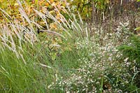 Asters and grasses in autumn garden. 