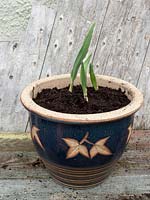 Elephant garlic - Allium ampeloprasum var. ampeloprasum - growing in pot from single cloves. 
