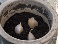 View into pot planted with single cloves of Elephant Garlic. 