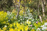 Euphorbia and Hesperis matronalis var. albiflora - Sweet Rocket in spring border. Great Dixter Garden, Sussex, UK.
