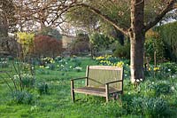 Tranquil wooden bench amongst Narcissus and Fritillaria meleagris under tree.  King Johns Lodge, Sussex, UK. 