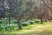 Stepping stones through spring orchard with mixed Narcissus. King Johns Lodge, Sussex, UK. 