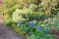 Hyacinths and narcissus in spring border. King Johns Lodge, Sussex