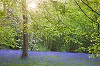 Carpet of Bluebells in spring under canopy of trees. Hole Park, Kent, UK. 