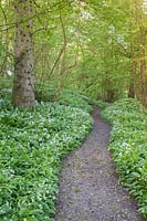 Woodland walk through wild garlic. Hole Park, Kent, UK.