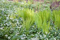 Ferns and wild garlic carpet the ground in woodland. Hole Park, Kent, UK. 