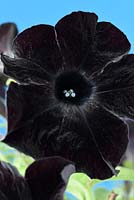 Petunia Crazytunia Black Mamba 