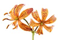 Lilium martagon - Turk's Cap Lily  