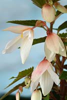 Begonia  'Starshine White' 