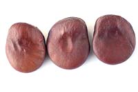 Vicia faba 'Karmazyn' - Broad Bean 'Karmazyn' seeds