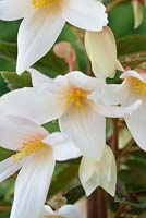 Begonia 'Starshine White' 