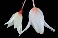 Begonia  Starshine White  