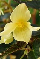 Begonia  Starshine Yellow  