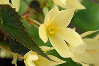 Begonia 'Starshine Yellow'