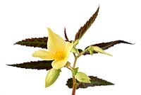 Begonia 'Starshine Yellow'