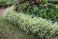 Chlorophytum comosum 'Vittatum' edged border at Palheiro's Garden, Madeira. 