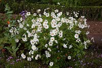 Colourful borders including Argyranthemum foeniculaceum - Marguerite at Palheiro's Garden, Funchal, Madeira.
