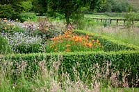 The parterre at Pettifers, Oxfordshire with Alstroemeria 'Ligtu Hybrids' - Peruvian Lily - Graham Gough form, Rosa Lady of Shalott - 'Ausnyson' AGM and Geranium 'Blue Cloud' - Cransebill - enclosed with box hedging.