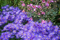 Aster amellus 'Veilchenkönigin' AGM - 'Violet Queen' with Anemone hupehensis 'Bowles's Pink' - Japanese anemone
