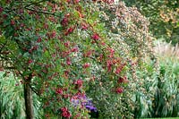 Sorbus vilmorinii - Rowan