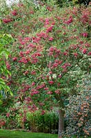 Sorbus vilmorinii - Rowan with berries
