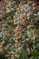 Crataegus orientalis syn. Crataegus laciniata - Hawthorn with berries