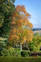 Betula ermanii - Gold birch -  with autumn colour at Pettifers.