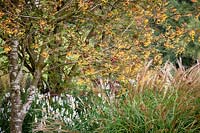 Autumn border at Pettifers. Sorbus 'Joseph Rock' - Mountain ash - and Miscanthus sinensis 'Yakushima Dwarf'