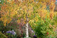 Betula ermanii - gold birch - with autumn colour at Pettifers.