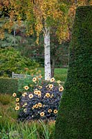 Autumn at Pettifers. Dahlia ‘Moonshine’ syn ‘Moonfire’ with Betula ermanii - gold birch- in the background