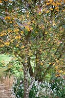 The berries of Sorbus 'Joseph Rock' - Mountain ash - with Leucanthemella serotina AGM - autumn ox-eye.