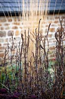 Seedheads of Veronicastrum virginicum 'Lavendelturm' - Culver's root.