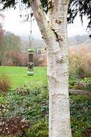 Birdfeeder hanging from silver birch tree
