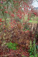 The berries of Malus hupehensis - Hupeh crab apple -syn. Malus theifera, Pyrus malus theifera with sedum and Digitalis ferruginea seedheads