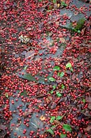 Path covered with the fallen berries of Malus hupehensis - Hupeh crab apple - syn. Malus theifera 
Pyrus malus theifera
