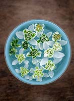 Double snowdrop flowers floating in a bowl