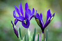 Iris 'Blue Note' - Reticulata