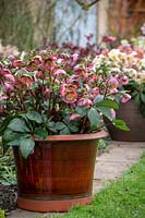Pots of hellebores in John Massey's garden. Helleborus Rodney Davey Marbled Group 'Penny's Pink' with Helleborus x nigercors 'Emma' in the background