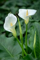 Zantedeschia aethiopica 'Glencoe' - Arum lily, Calla lily.