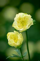 Trollius x cultorum 'Alabaster' - Globeflower.